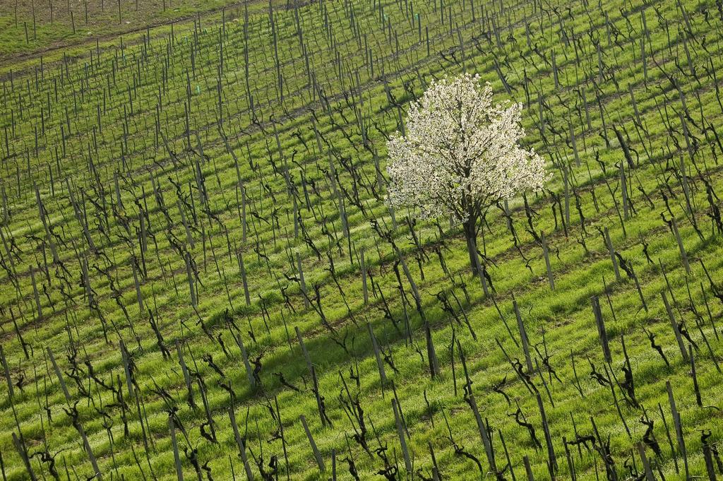 Agriturismo Buondonno Castellina in Chianti Luaran gambar